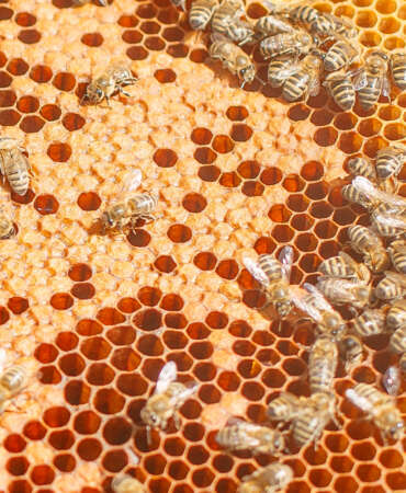 Article 3 About Honey