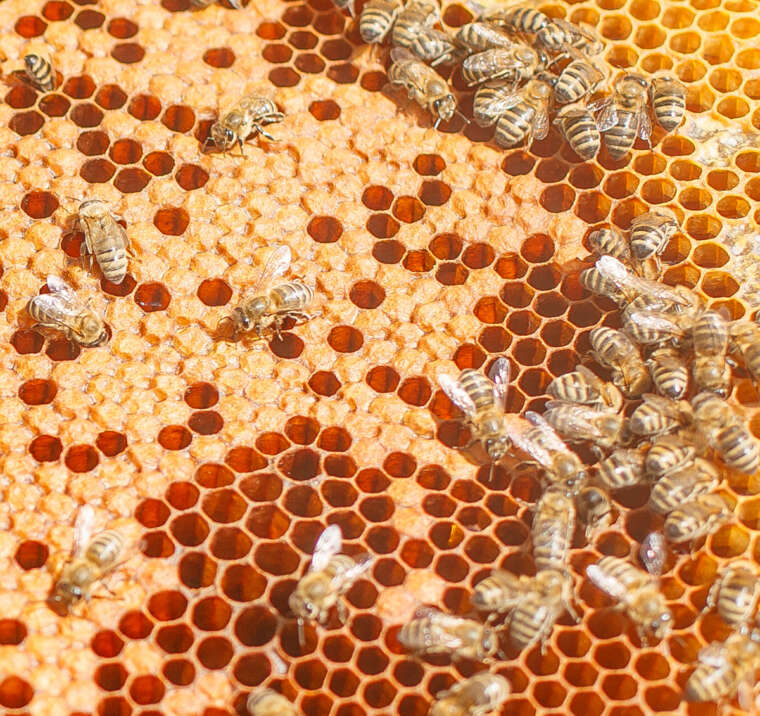 Article 3 About Honey